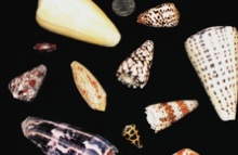 cone snails